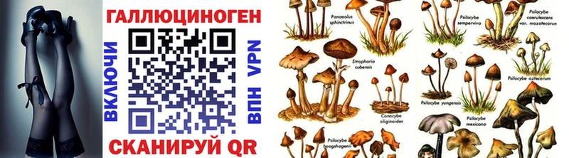 купить   Андреаполь  Галлюциногенные грибы GOLDEN TEACHER 